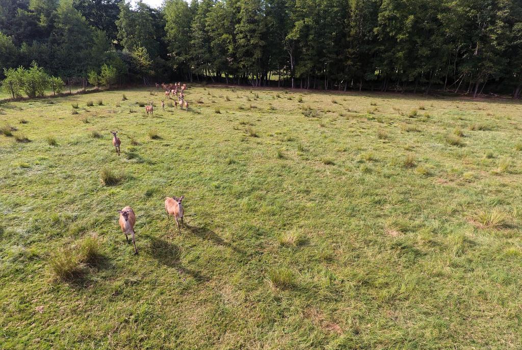 Gite Des Biches Birkenwald 외부 사진